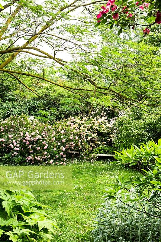 Vue sous un arbre qui s'étale Albizia julibrissin à pelouse de fleurs sauvages à Rosa chinensis minima 'Angel Wings' - Rose de Chine ou du Bengale et Rosa 'Felicia' - Rose musquée hybride