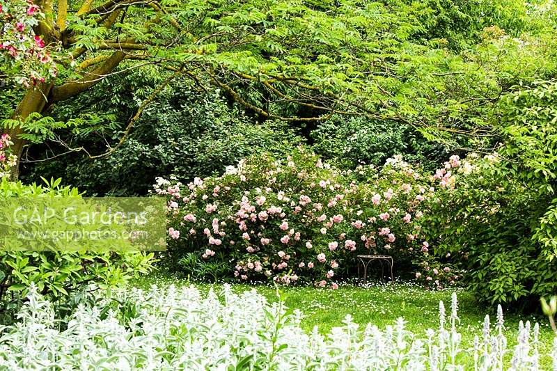 Vue sur roseraie avec albizia julibrissin, rosa chinensis minima 'ailes d'ange', rosa 'felicia' et fleurs sauvages et herbe.
