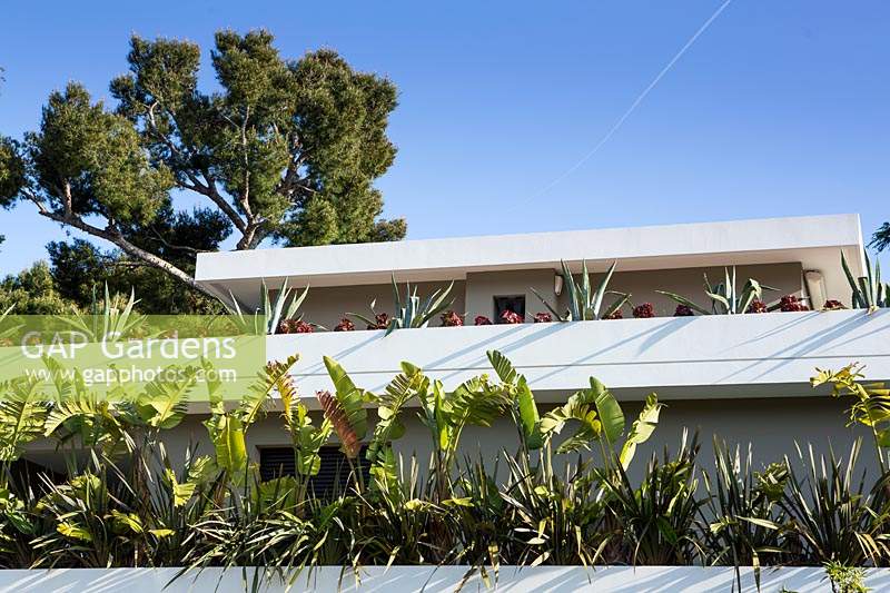Apparaissant sur les murs de la terrasse de la maison avec des lignes de vivaces architecturales: Phormium tenax 'Dark Brown', Strelitzia nicolai, Agave americana, Aeonium arboreum 'Nigrum', derrière la maison Pinus halepensis - Pin d'Alep - contre un ciel bleu