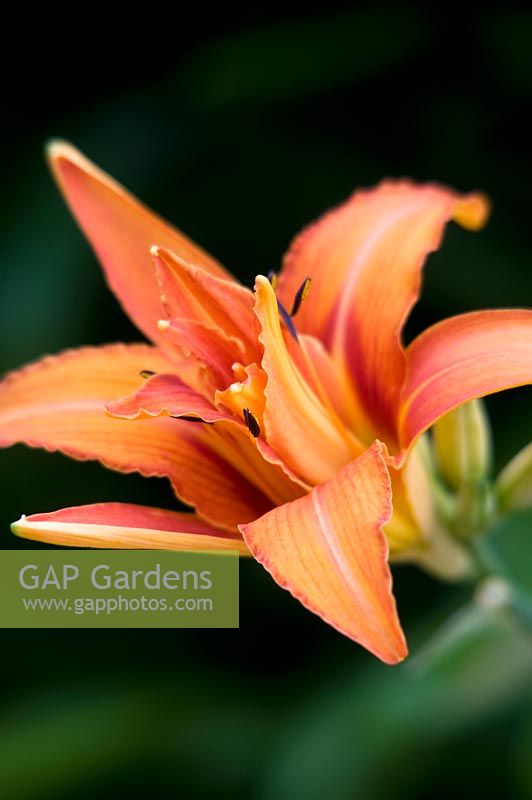 Hemerocallis - Daylily - floraison solitaire