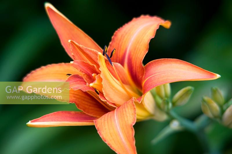 Hemerocallis - Daylily