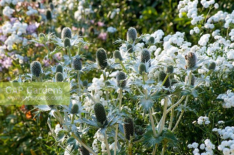Eryngium giganteum - Miss Willmott's Ghost - devant des fleurs blanches