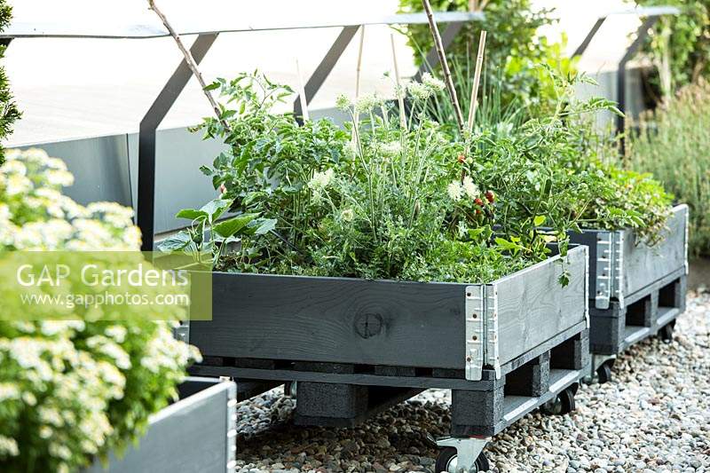 Des plantes potagères telles que des plants de carottes et de tomates dans des boîtes de récupération à roues sur une terrasse sur le toit