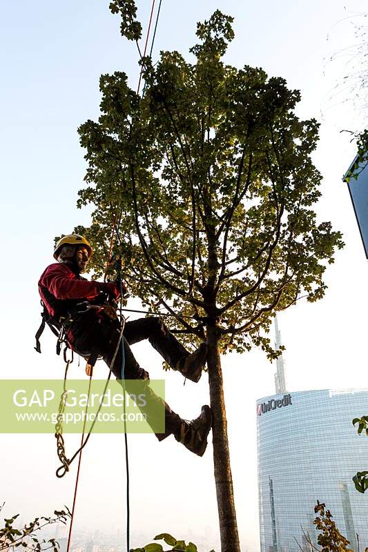 Homme au harnais effectuant des travaux d'arbres sur Bosco Verticale, Milan.