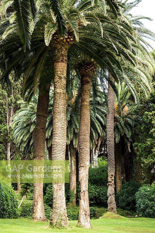 Phoenix canariensis - palmier dattier des îles Canaries à Villa Agnelli Levanto, Italie.