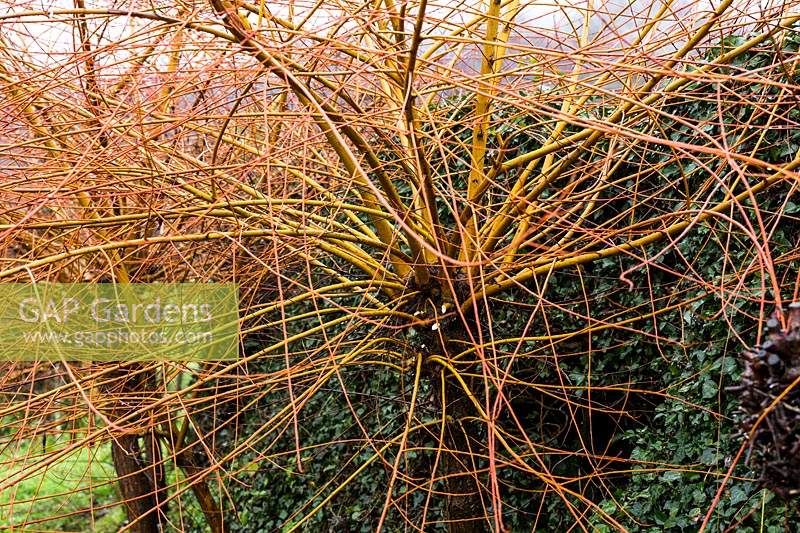 Salix - Willow - utilisé dans la vannerie.
