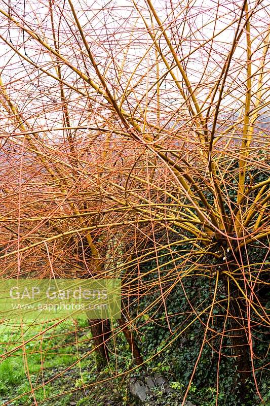 Salix - Willow - utilisé dans la vannerie.