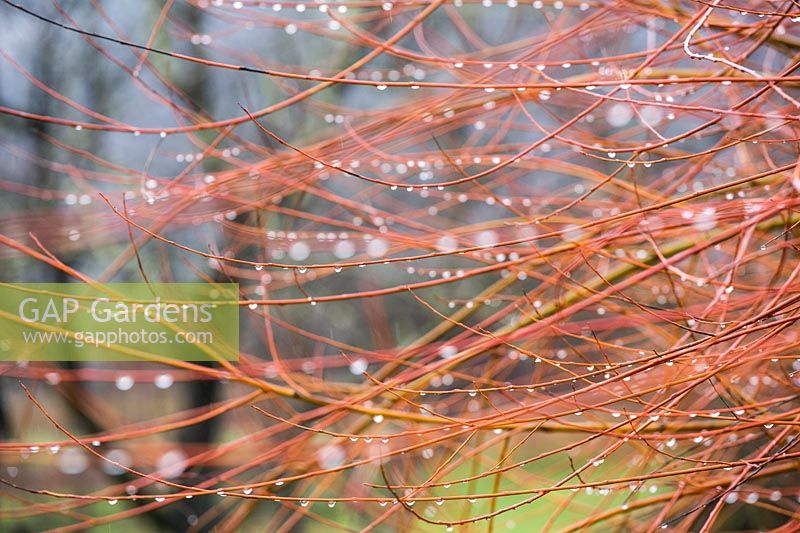 Salix - Willow - utilisé dans la vannerie.