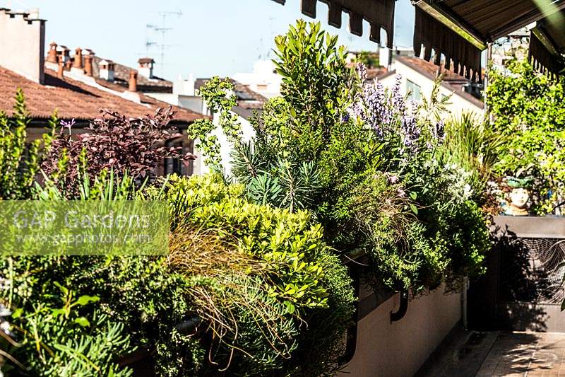 Jardin sur le toit avec de grandes jardinières fixées aux murs, remplies d'arbustes matures: Lavandula, Euphorbia, Callistemum, Mesembrianthum, Arbutus unedo