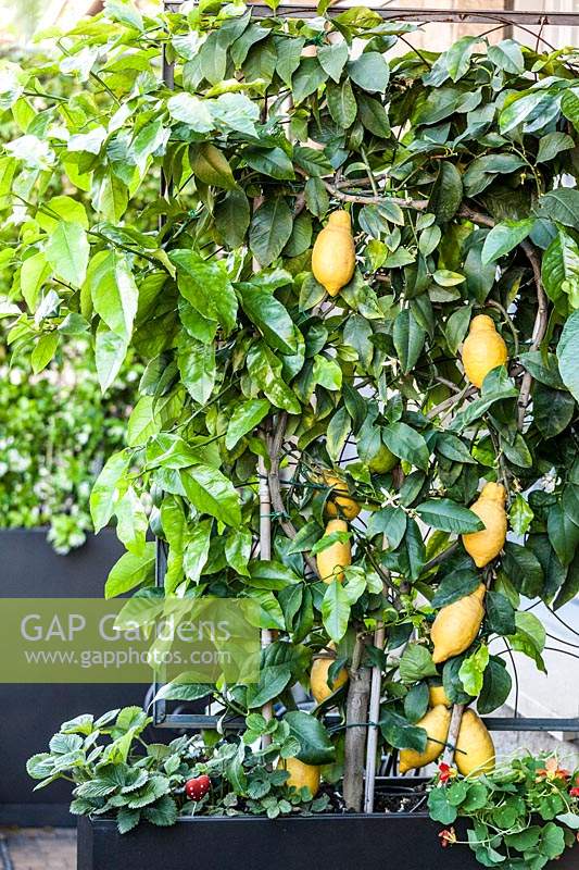 Citrus limon - Citronnier poussant en pot.