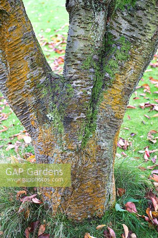 Prunus sargentii, tronc divisé avec algues et lichen