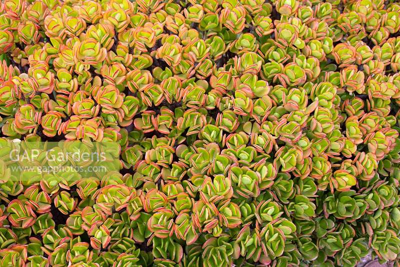 Crassula ovata 'Hummel's Sunset'