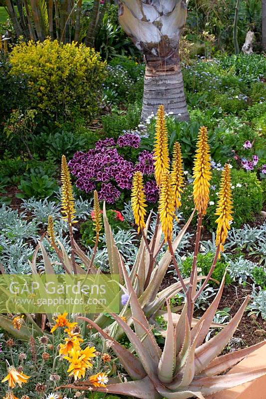 Aloe striatula au jardin botanique de l'hôtel Jardim Splendida, Canico, Madère, Portugal.