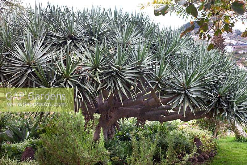Tecoma stans aux jardins botaniques de l'hôtel Jardim Splendida, Canico, Madère