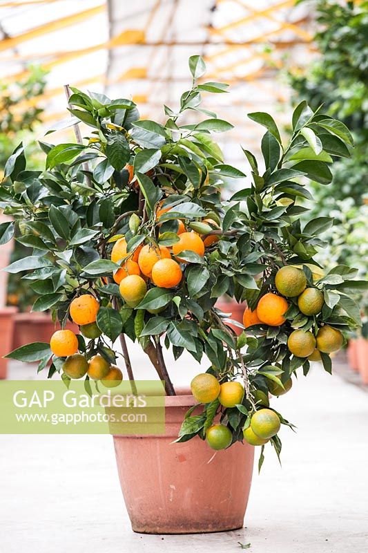 Citrus aurantium 'Frutto Liscio' - Smooth Bitter Orange - plante à fruits en pot prête à la vente en pépinière