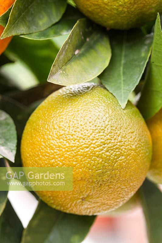 Citrus aurantium 'Frutto Liscio' - Orange amère douce