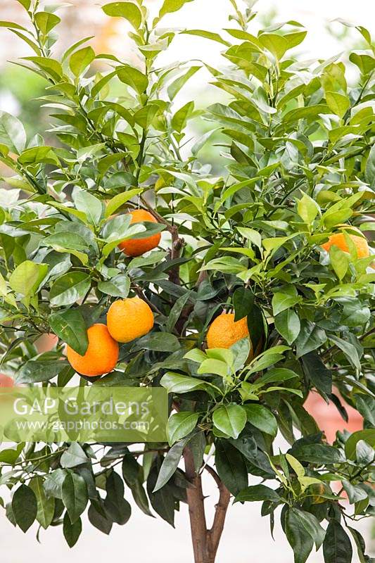 Citrus aurantium - Orange amère - tête d'une plante standard