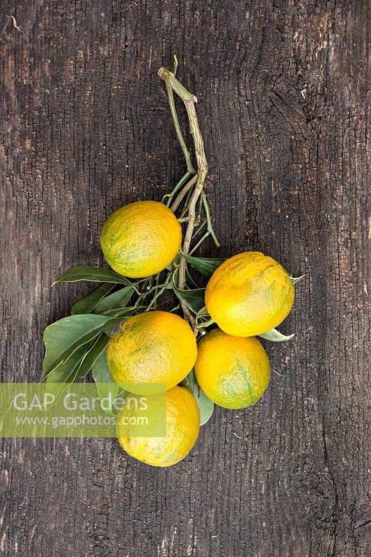 Citrus aurantium 'Foliis Variegatis' - Orange amère panachée - fruits cueillis sur tige avec feuillage