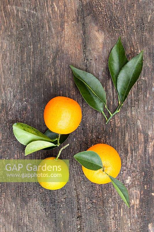 Citrus aurantium 'Frutto Liscio' - Orange amère douce - fruits cueillis avec des feuilles