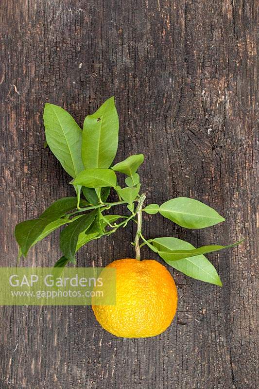 Citrus aurantium - Orange amère - fruits cueillis avec feuillage