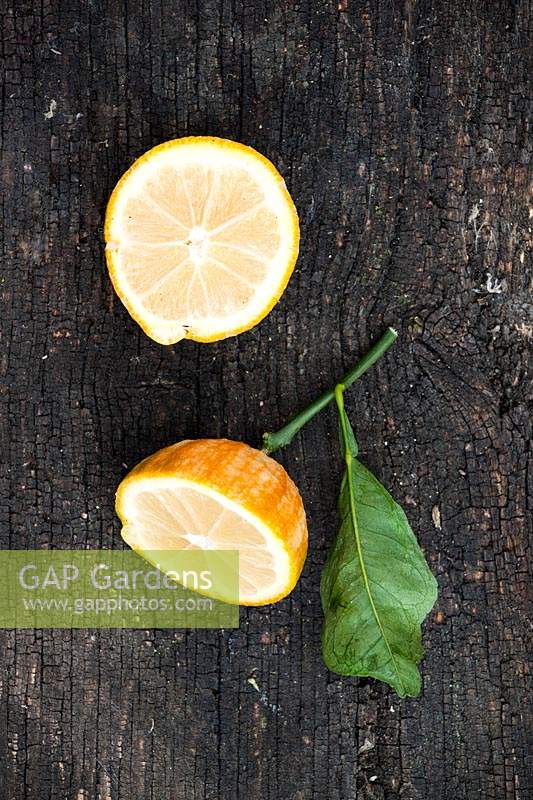 Citrus aurantium 'Bizzarria' - chimère greffée entre Citron et Orange amère - fruit coupé avec feuille