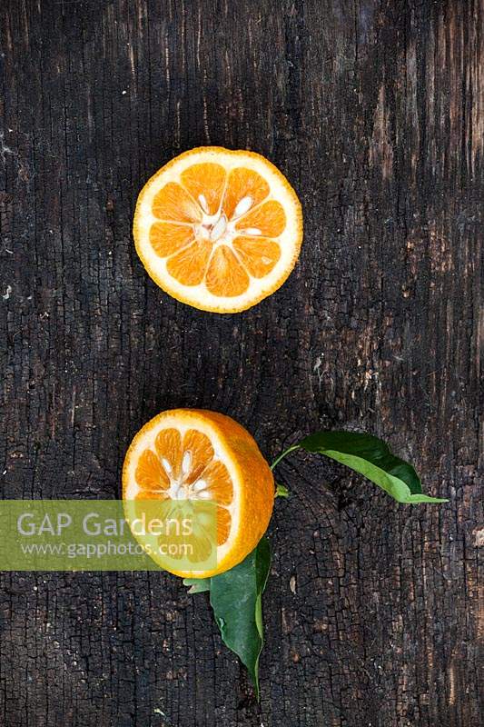 Citrus aurantium 'Virgatum' - Orange amère suisse - fruit unique coupé pour montrer l'intérieur