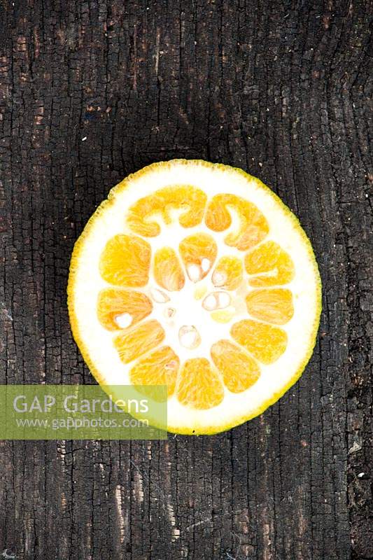 Citrus aurantium 'Bouquetier de Nice' - Orange amère - un demi-fruit coupé
