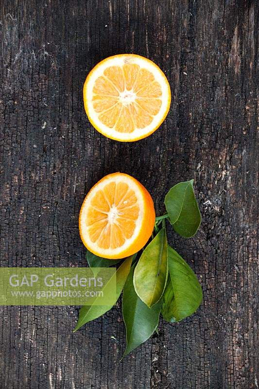 Citrus aurantium 'Frutto Liscio' - Orange amère douce - fruits cueillis coupés en deux avec des feuilles