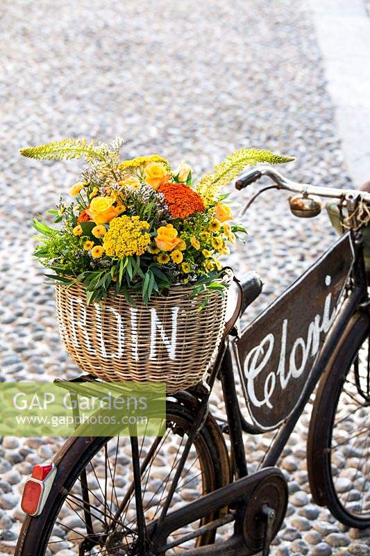 Bicyclette décorée de corbeille de fleurs, dont les pâtes Rosa 'Boheme', Achillea, Eremurus et Chrysanthemum.