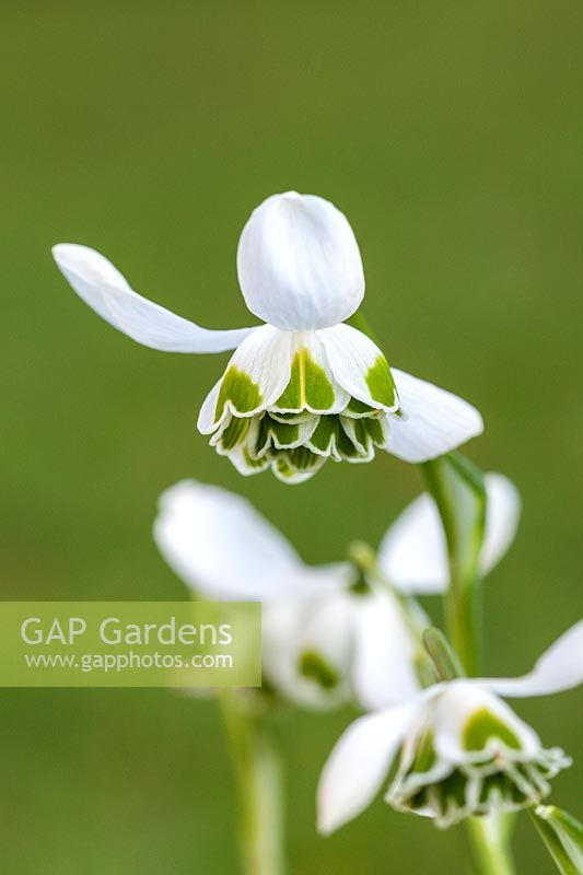 Galanthus 'Cordelia' - Perce-neige