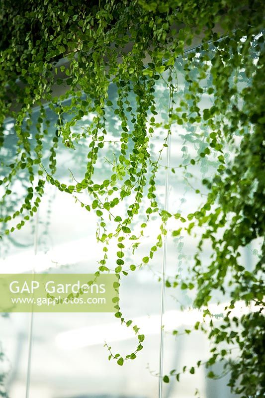 Jardin vertical, partie d'une arche avec Ficus repans - Evergreen Creeping Fig