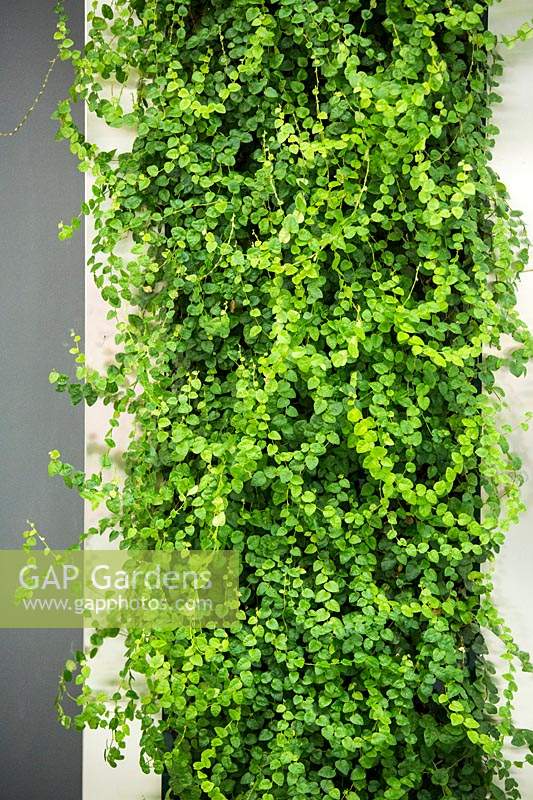Jardin vertical, panneau de Ficus repans - Evergreen Creeping Fig