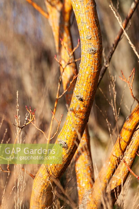 Acer rufinerve 'Erythrocladum' - Érable à écorce de serpent gris - écorce d'arbre