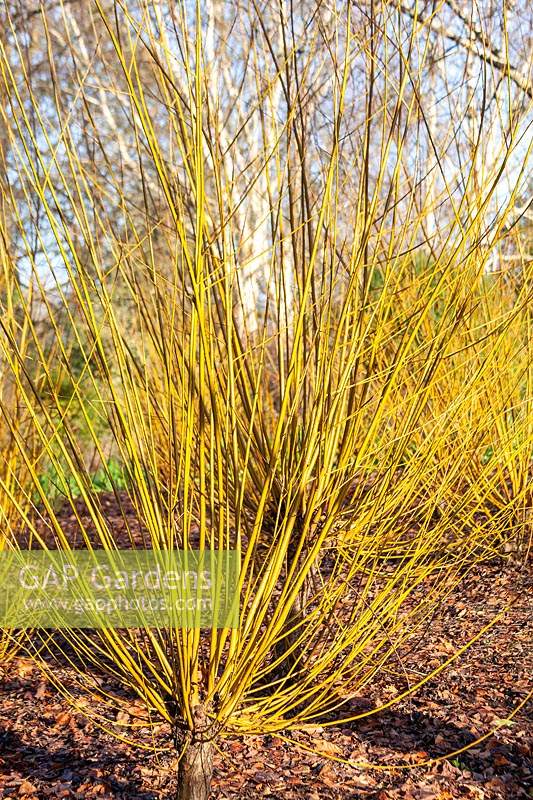Salix alba 'Britzensis' - Saule - tiges nues cultivées sur moignon