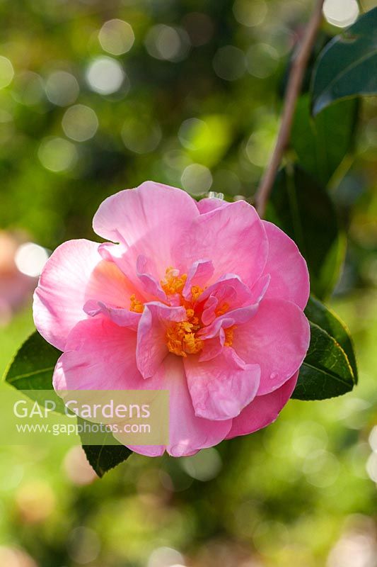Camellia oleifera 'Icicle rose'