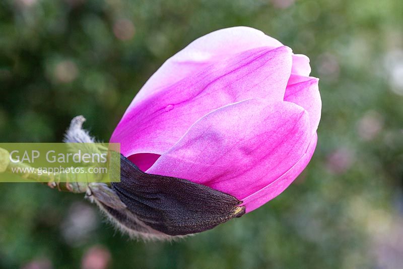 Magnolia 'Susanna van Veen' - profil à fleur unique