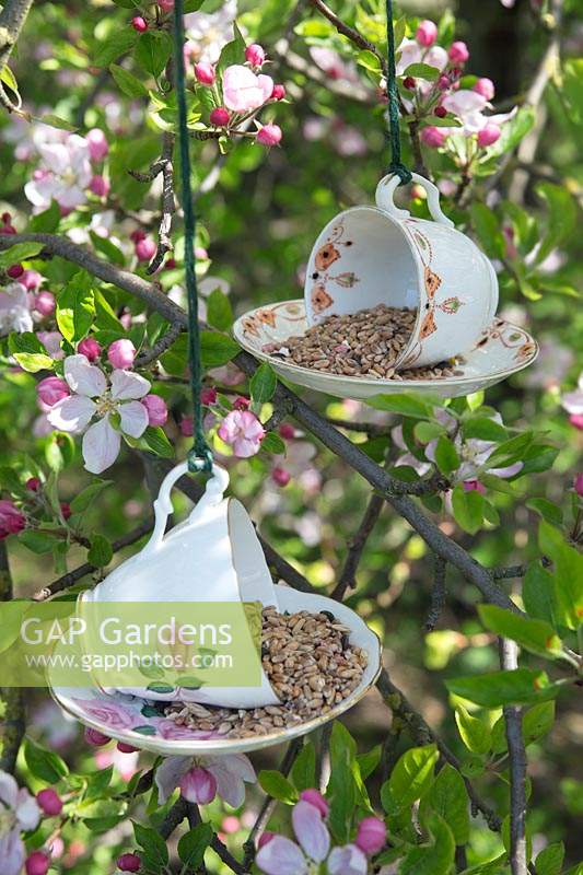 Mangeoires à oiseaux à base de tasses et soucoupes à thé en porcelaine suspendues dans un arbre entouré de fleurs