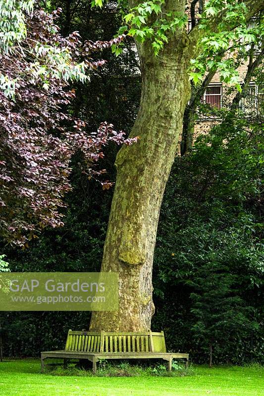 Jardin carré avec grand Platanus × acerifolia - London Plane - arbre avec siège d'arbre en bois, arbres et bâtiments au-delà
