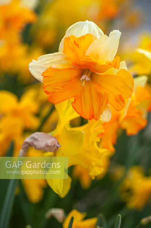 Butterfly Narcissus 'Orangerie' - Jonquille corona fendue