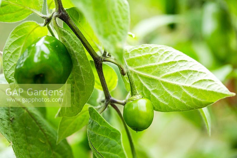 Capsicum pubescens 'Rocoto Manzano' - Piment 'Rocoto Manzano'