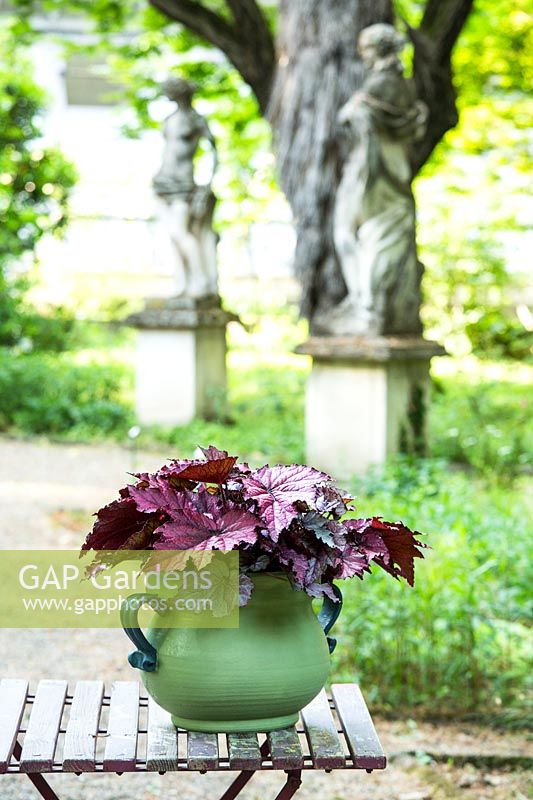 Ancien vase repeint planté de Heuchera à feuilles violettes dans un jardin italien.
