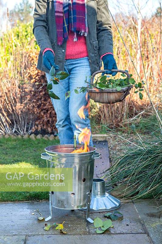 Femme brûlant des boutures de rose malades dans un mini incinérateur galvanisé