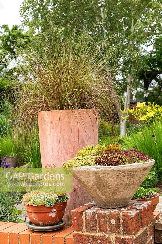 Un groupe de pots en terre cuite avec des herbes ornementales et Sempervivum sur un mur de terrasse en brique basse