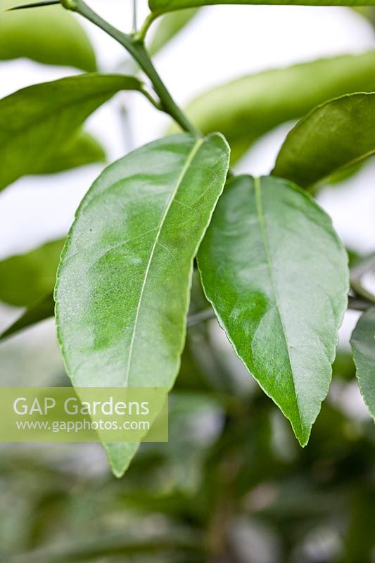 Citrus medica 'Canarone' - Citron - feuilles saines