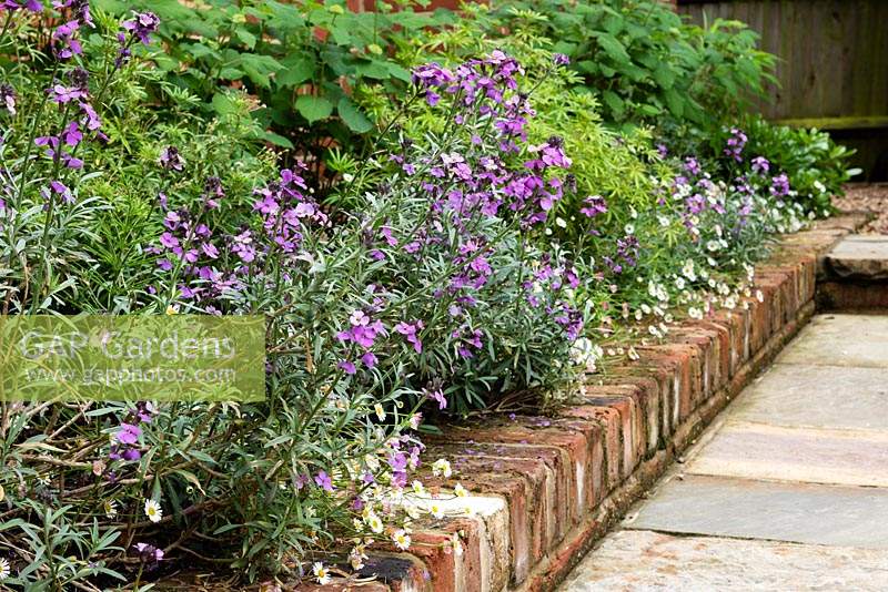 Parterre de fleurs avec bordure en brique près du chemin, les plantes comprennent: Erigeron karvinskianus et Erysimum 'Bowles Mauve' - Giroflée vivace