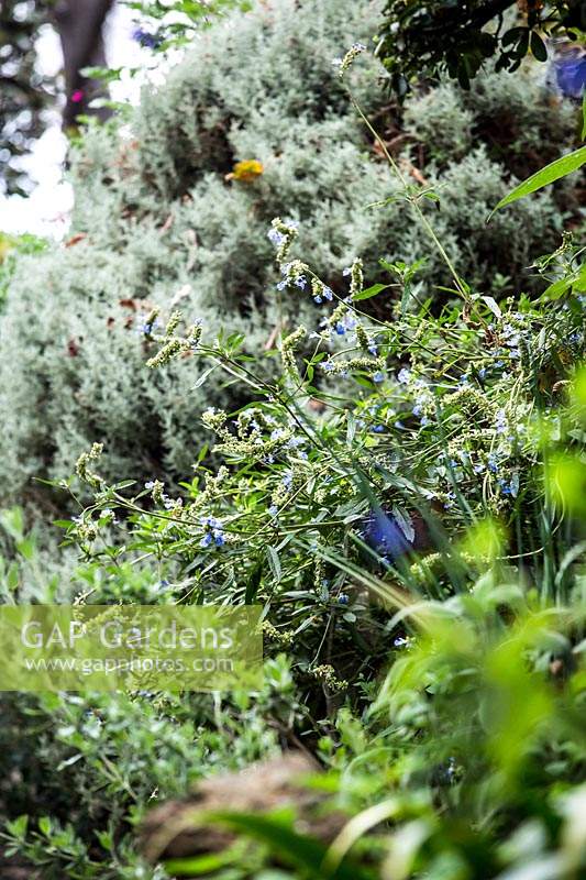 Salvia sur berge avec arbuste à feuilles grises derrière