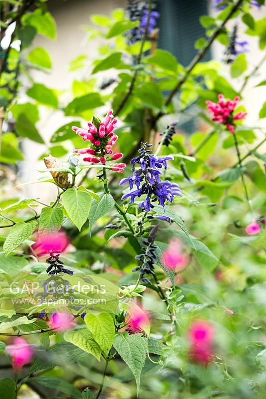 Salvia greggii 'Royal Bumble' avec Salvia à fleurs bleues