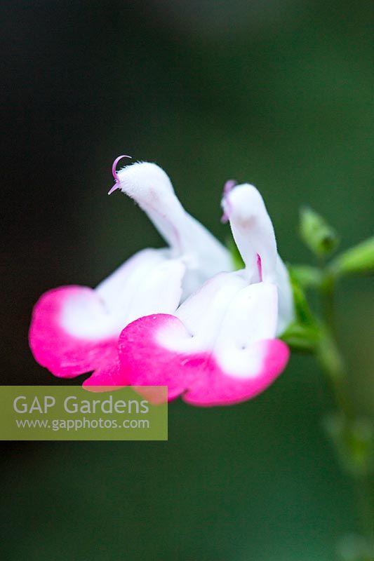 Salvia x jamensis 'Hot Lips '