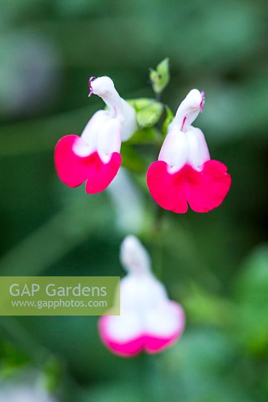 Salvia x jamensis 'Hot Lips '