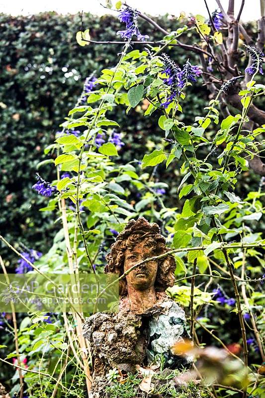 Vue à travers la Salvia guaranitica sur un buste de tête